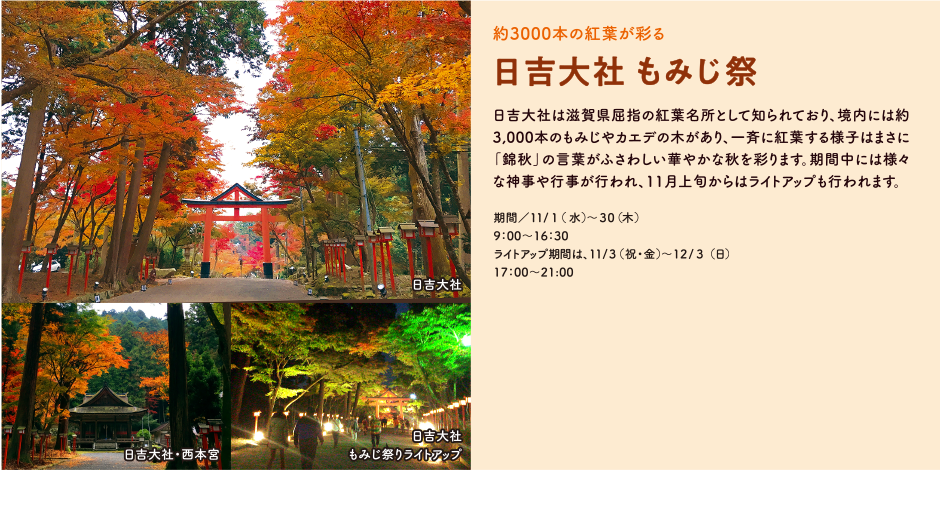 約3000本の紅葉が彩る 日吉大社 もみじ祭　日吉大社は滋賀県屈指の紅葉名所として知られており、境内には約3,000本のもみじやカエデの木があり、一斉に紅葉する様子はまさに「錦秋」の言葉がふさわしい華やかな秋を彩ります。期間中には様々な神事や行事が行われ、11月上旬からはライトアップも行われます。 期間／11/1（水）～30（木） 9：00～16：30 ライトアップ期間は、11/3（祝・金）～12/3（日） 17：00～21:00
