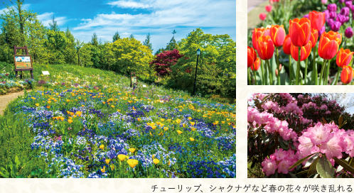 彩り豊かな花々が咲き誇る 春の比叡山へ 比叡山 びわ湖 観光情報サイト 山と水と光の廻廊
