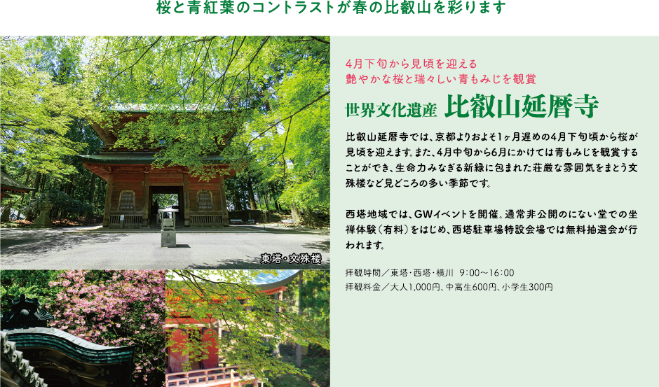 桜と青紅葉のコントラストが春の比叡山を彩ります 4月下旬から見頃を迎える艶やかな桜と瑞々しい青もみじを観賞 世界文化遺産 比叡山延暦寺 比叡山延暦寺では、京都よりおよそ1ヶ月遅めの4月下旬頃から桜が見頃を迎えます。また、4月中旬から6月にかけては青もみじを観賞することができ、生命力みなぎる新緑に包まれた荘厳な雰囲気をまとう文殊楼など見どころの多い季節です。西塔地域では、GWイベントを開催。通常非公開のにない堂での坐禅体験（有料）をはじめ、西塔駐車場特設会場では無料抽選会が行われます。拝観時間／東塔・西塔・横川 9：00～16：00 拝観料金／大人1,000円、中高生600円、小学生300円