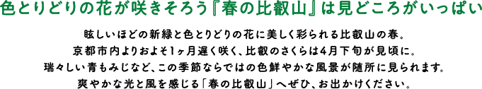 色とりどりの花が咲きそろう『春の比叡山』は見どころがいっぱい 眩しいほどの新緑と色とりどりの花に美しく彩られる比叡山の春。京都市内よりおよそ1ヶ月遅く咲く、比叡のさくらは4月下旬が見頃に。瑞々しい青もみじなど、この季節ならではの色鮮やかな風景が随所に見られます。爽やかな光と風を感じる「春の比叡山」へぜひ、お出かけください。