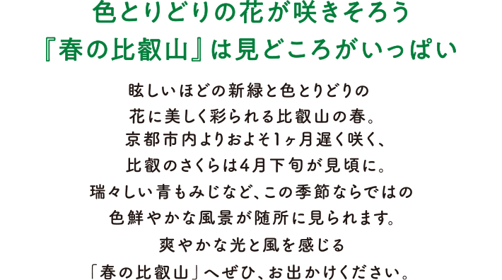 色とりどりの花が咲きそろう『春の比叡山』は見どころがいっぱい 眩しいほどの新緑と色とりどりの花に美しく彩られる比叡山の春。京都市内よりおよそ1ヶ月遅く咲く、比叡のさくらは4月下旬が見頃に。瑞々しい青もみじなど、この季節ならではの色鮮やかな風景が随所に見られます。爽やかな光と風を感じる「春の比叡山」へぜひ、お出かけください。