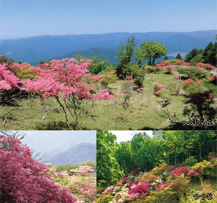 比叡山頂 つつじヶ丘