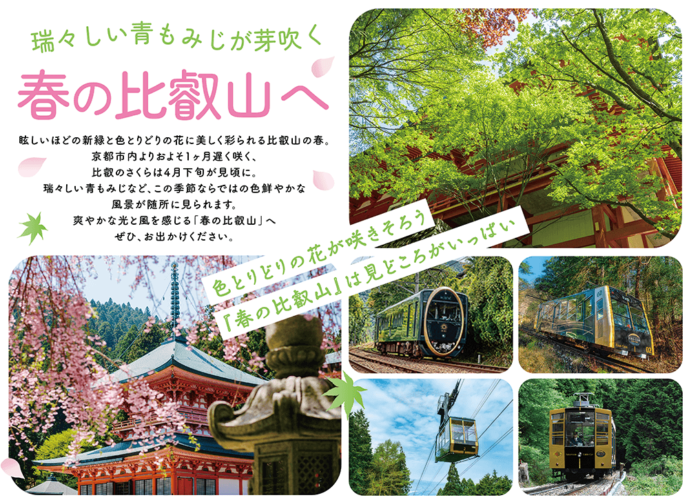 瑞々しい青もみじが芽吹く春の比叡山へ