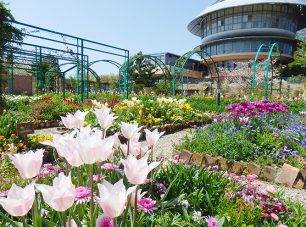 花の庭に咲き誇る春の花々