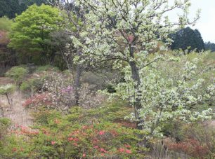 梨も白い花を咲かせる