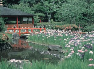 初夏にはおよそ200株の花菖蒲が花を咲かせる