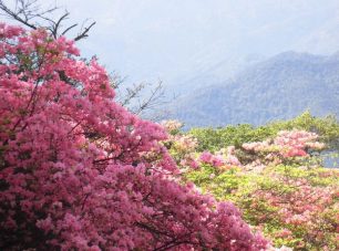 ミツバツツジの花も多い