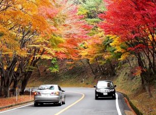 秋にはもみじのトンネルが登場