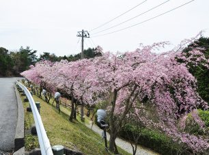 ドライブウェイ沿いの枝垂れ桜（夢見が丘付近）