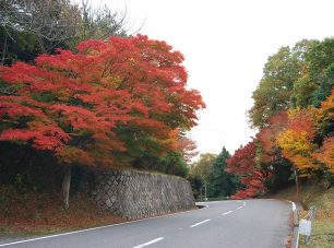 秋のドライブウェイ（田の谷ゲートより700m付近）