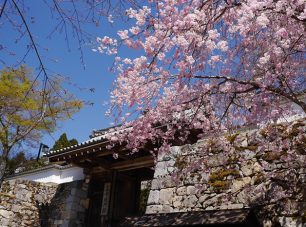 山門を彩る桜