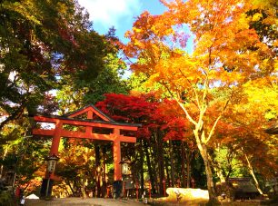 紅葉の見どころは山王鳥居付近。見頃は11月中旬