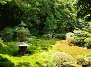 苔の生み出す様々なグリーンが美しい