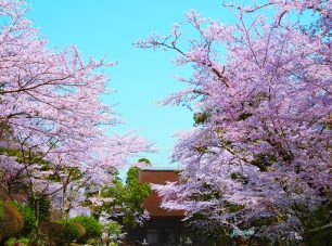 桜の名所として全国的に有名