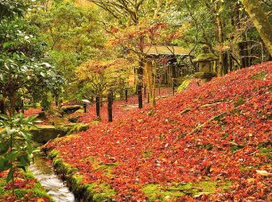 晩秋の散り紅葉