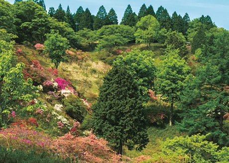 《ハイキング ②》山頂からびわ湖の絶景と季節の草花を楽しみながら歩く