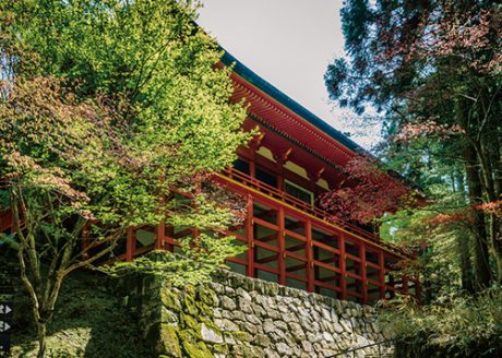 《ハイキング ⑤》東塔・西塔から横川へ延暦寺を歩いて巡拝。千日回峰行の玉体杉を拝む